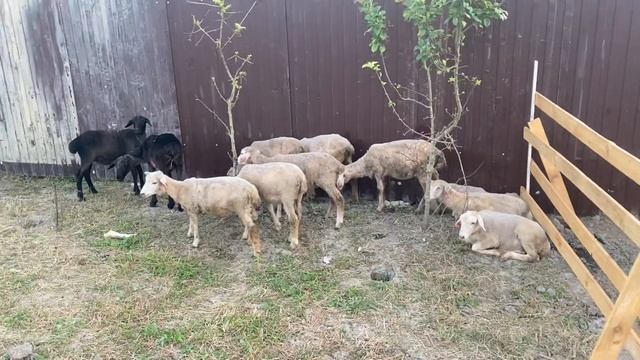 Мои первые ошибки при выборе овец. Романовские овцы