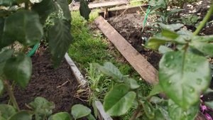 ? Роза Мери Энн ? - рекомендации по посадке