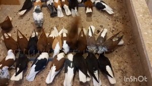 голуби самары. дело было вечером, делать было нечего .