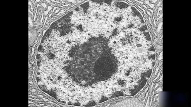 The structure and function of the cell (Строение и функции клетки) смотреть онлайн