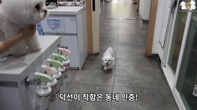 엄살 심한 강아지 주사 맞을 때 소리부터 지르고 본다!!