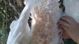 ПЕНЬКИ У УТОК??