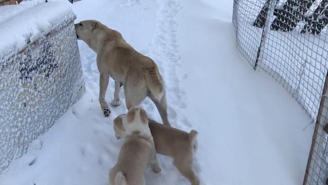 Алабайчики с мамой на прогулке. смотреть онлайн