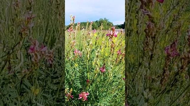 Эспарцет из семейства Бобовые.?