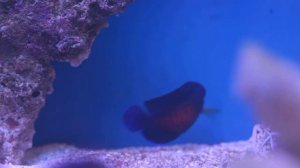 Центропиг двухколючковый (Centropyge bispinosa).mp4