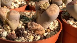 #358 ¿Como es el RIEGO de LITHOPS en INVIERNO?