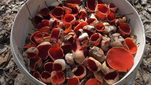 Наконецто открыт грибной сезон в Смоленской области.mp4