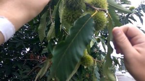 Каштан съедобный| Как выглядит, как растет,  как едят?