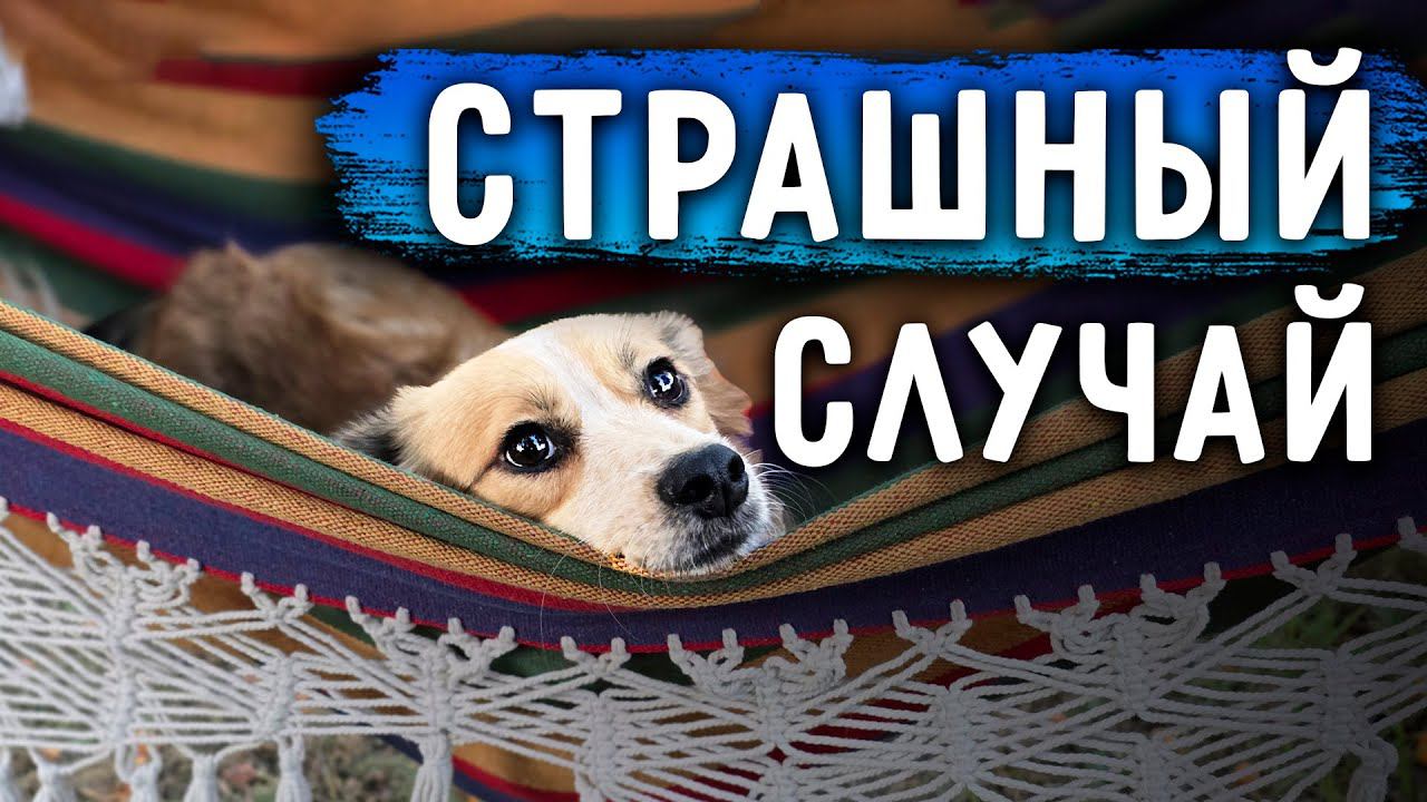 Чудом остались живы. Мы в шоке. Уборка на участке. Мае Лучше. Кокосик у врача.