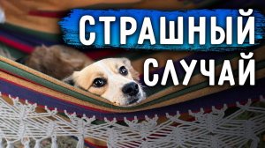 Чудом остались живы. Мы в шоке. Уборка на участке. Мае Лучше. Кокосик у врача.