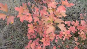 Осень Красные листья калины