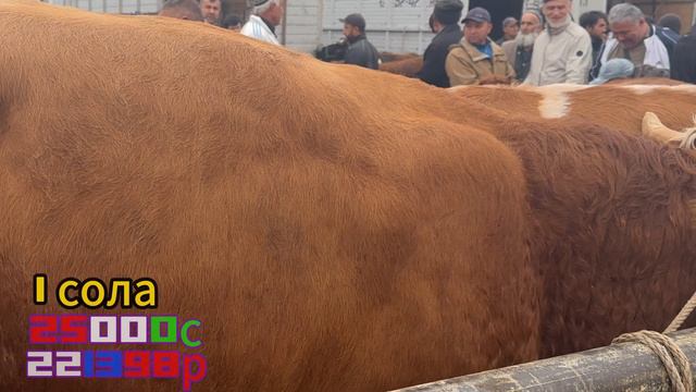 БОЛЬШИЕ БЫКИ, КИШКАРЫ,МОЛБОЗОР ЦЕНЫ на скот #молбозор #cow #быки #бараны #крс  #ангус #bulls #short
