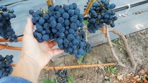 Технические сорта винограда. Курск. 6 сентября 2022 г.