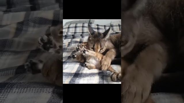 Джудит и Настурция, первая встреча смотреть онлайн