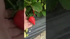 Сорт клубники Априка. Рассада клубники. Плодоношение обильно, сбор до 23 мая.