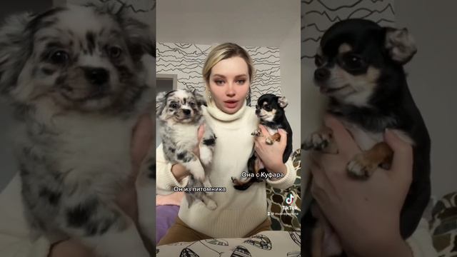 Каждый тся, меня где-то обманули 🥹 #щенки #чихуахуа #собачники #моясобака #покупкащенка #щеноквдоме