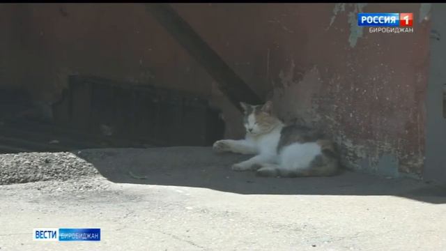 2022 07 19 Напрямую о ЖКХ Безнадзорные домашние животные в многоквартирном доме смотреть онлайн