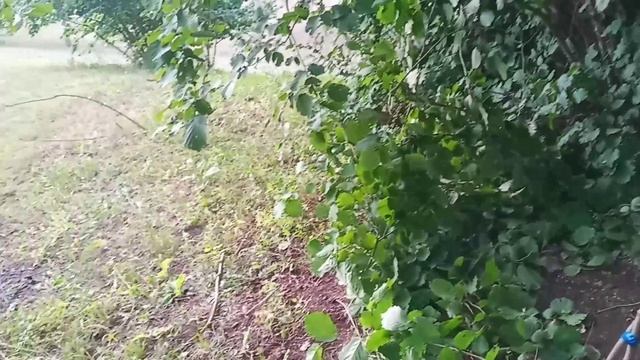 Строю шалаш в лесу I ХУТОРОК 1