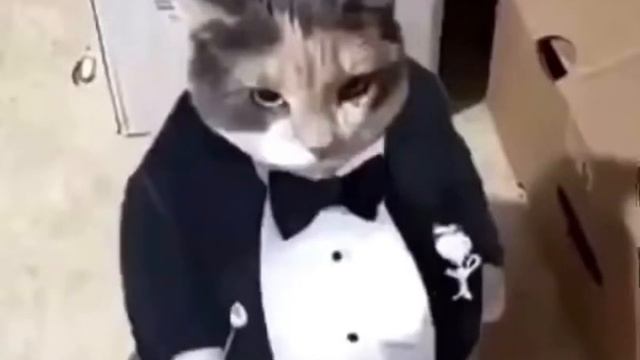 Fat Ass Cat In A Tuxedo (Original) смотреть онлайн