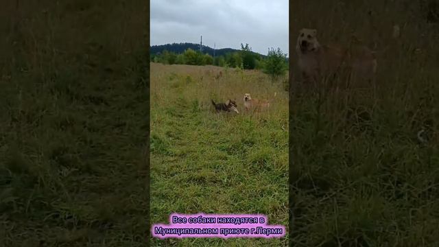 Все собаки находятся в Муниципальном приюте г.Перми