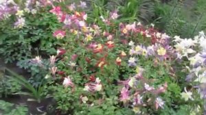 Аквилегия гибридная цветение 31 мая 2020г