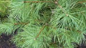 Сосна веймутова Обзор  интернет-магазина питомника "Хвойный дворик"