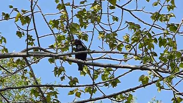 Скворец поет смотреть онлайн
