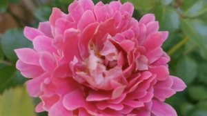 FANCY RUFFLE ROSE plant by INTERPLANT Netherlands バラ ファンシー  ラッフル