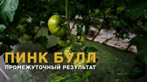 Томат в теплице, Пинк Булл F1
