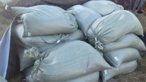 Укрытие сибирского винограда на зиму.