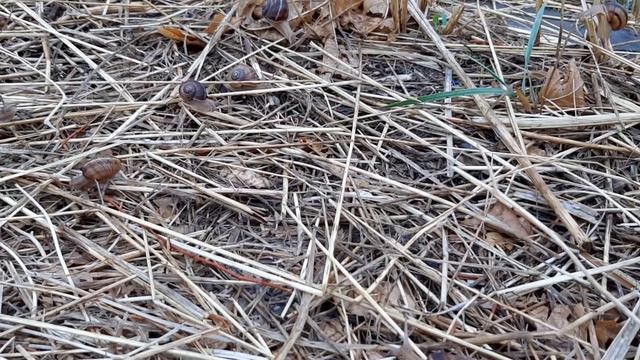 Нашествие улиток смотреть онлайн