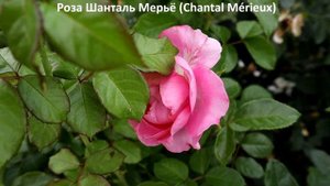 РОЗЫ сорта - шедевры, без недостатков! Крепкие побеги, крупные цветы, аромат!