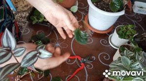 Черенкую бегонию