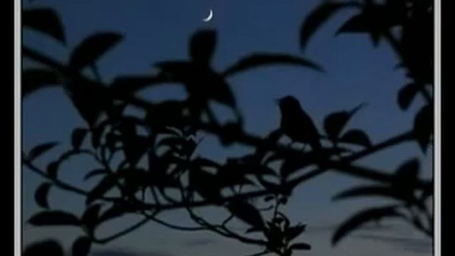 Сергей и Надежда Дроздовы: Георгий Иванов - Слово за словом, строка за строкой... (2011) смотреть онлайн