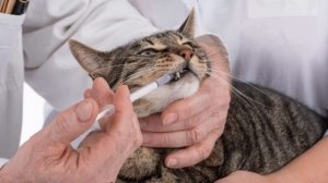 У кота температура: что делать в домашних условиях