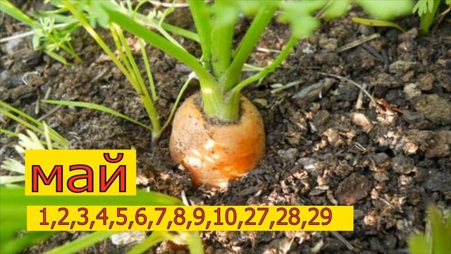 Посадка моркови по лунному календарю. Когда сажать морковь? Не пропустите подходящий момент!