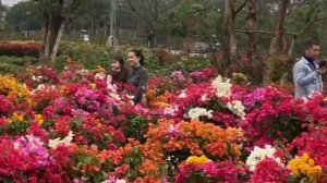 Hoa Giấy. Nursery Visit today, checking out the bougainvillea