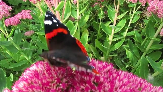 Sedum Spectabile смотреть онлайн