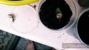 Кливия из семян/Пересадка сеянца