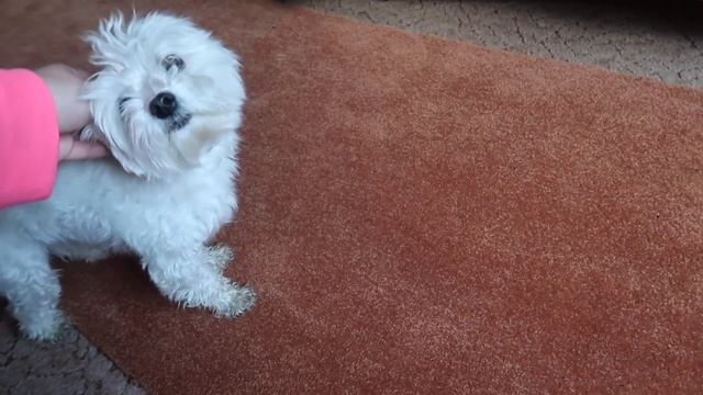 24 ЧАСА ТАЙНО ЖИВУ В ЧУЖОМ ДОМЕ С СОБАКОЙ БИЛЛИ смотреть онлайн