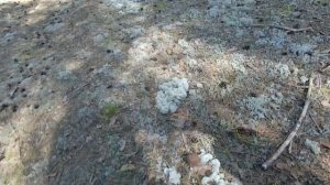 ГРИБНАЯ ОХОТА.