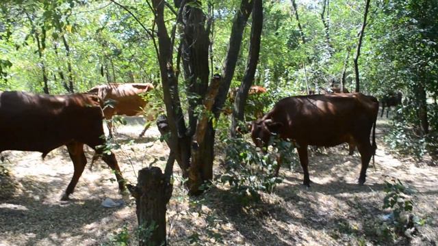 Коровы идут на водопой смотреть онлайн