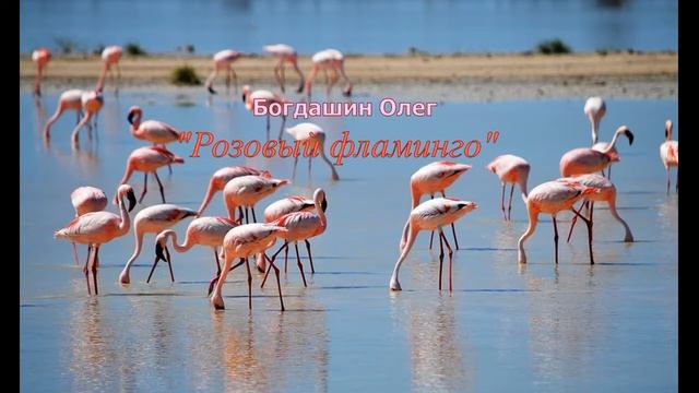 Богдашин Олег Розовый фламинго смотреть онлайн