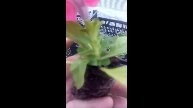 Сравнение петуния кассета и стакан смотреть онлайн