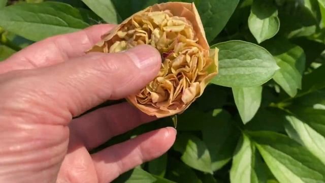 Пион узколистный махровый Tenuifolia Rubra plena