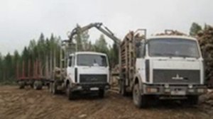 Лесовозы МАЗ