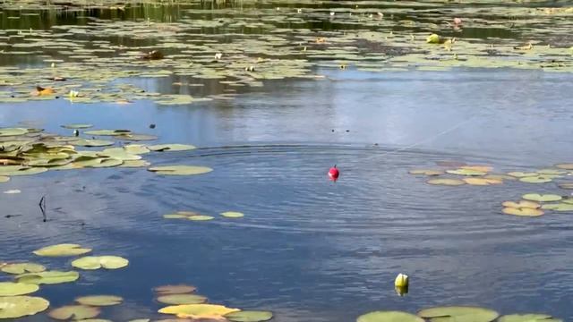 Ловим щука на поплавочную удочку смотреть онлайн