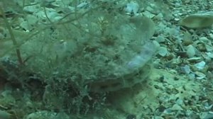 © Фауна Черного моря. Морской гребешок (Pecten sp.) // Black Sea fauna