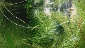 Кардинал, самый простой способ разведения