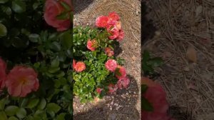 Peach drift rose REVIEW video